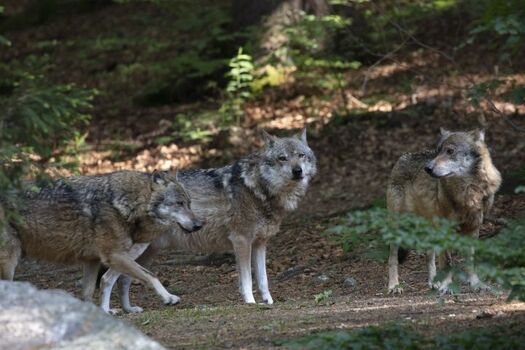 Wölfe im Tierfreigehege