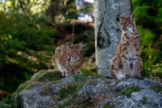 Luchse im Freigehege