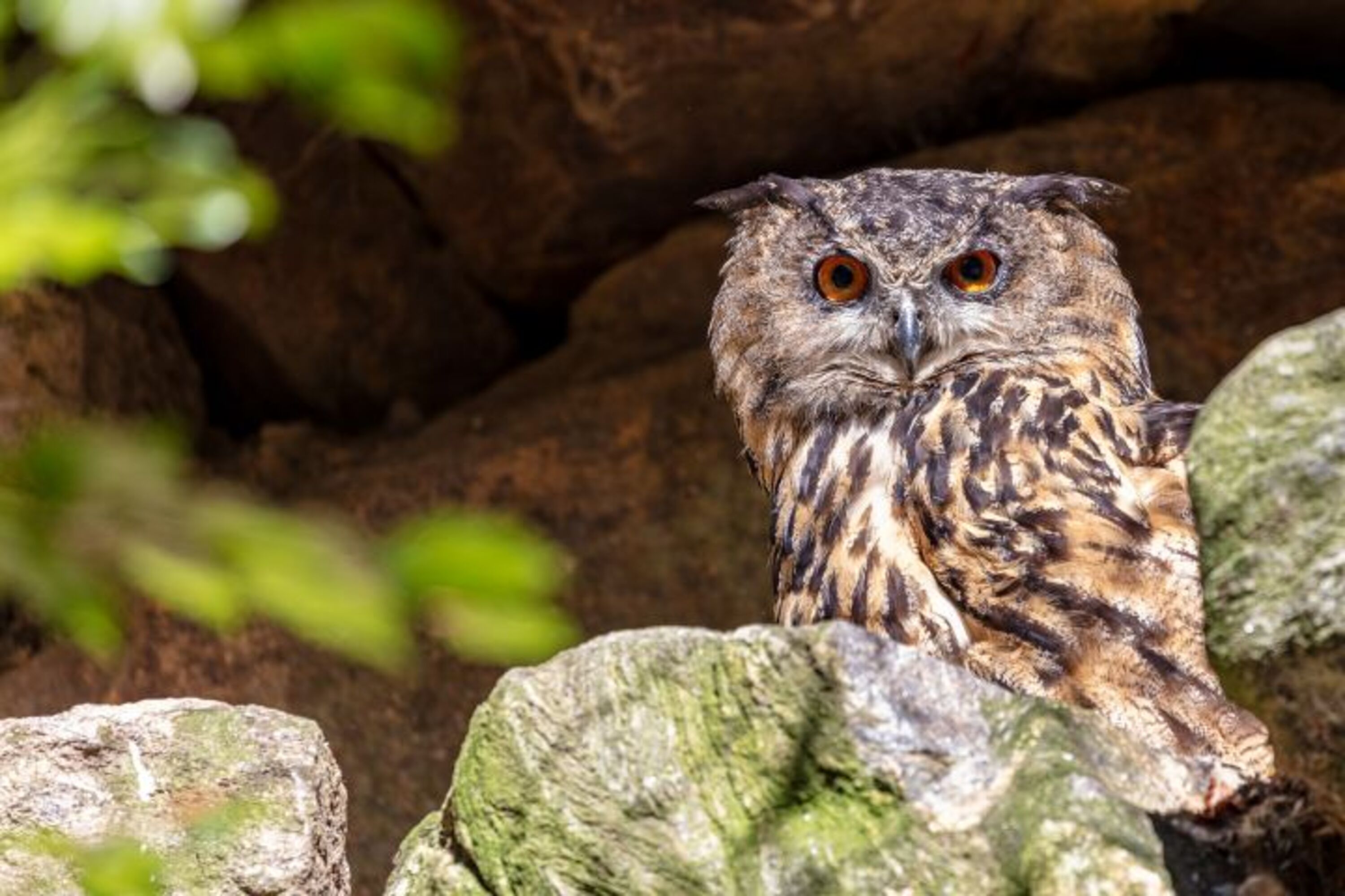 Eule im Tierfreigehege