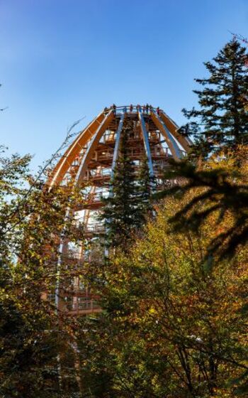 "Baumei" am Baumwipfelpfad