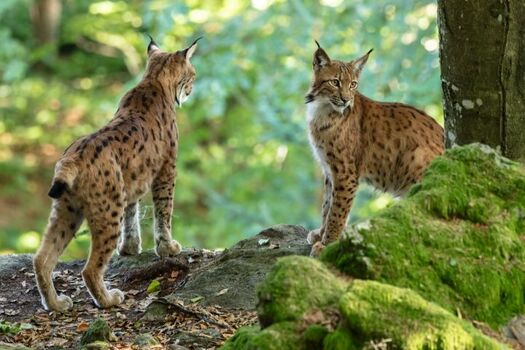 Luchse im Tierfreigehege