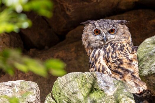 Eule im Tierfreigehege
