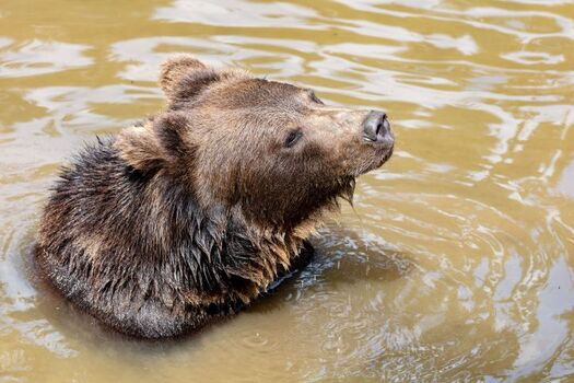 Braunbär im Tierfreigehege