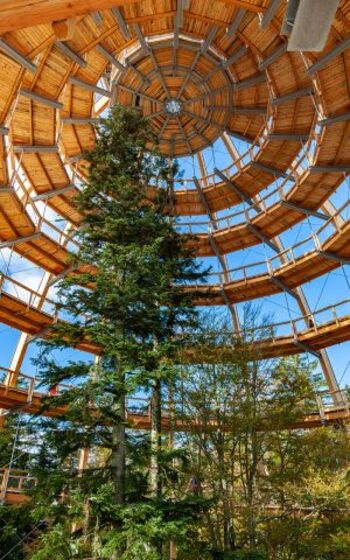 "Baumei" am Baumwipfelpfad