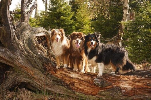 Traumhafte Stammwauzis 