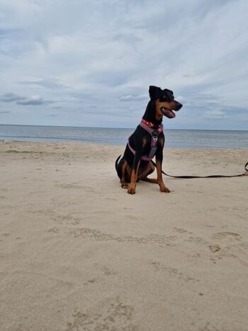 Am Hundestrand