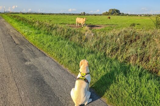 Ein Paradies für Hunde 