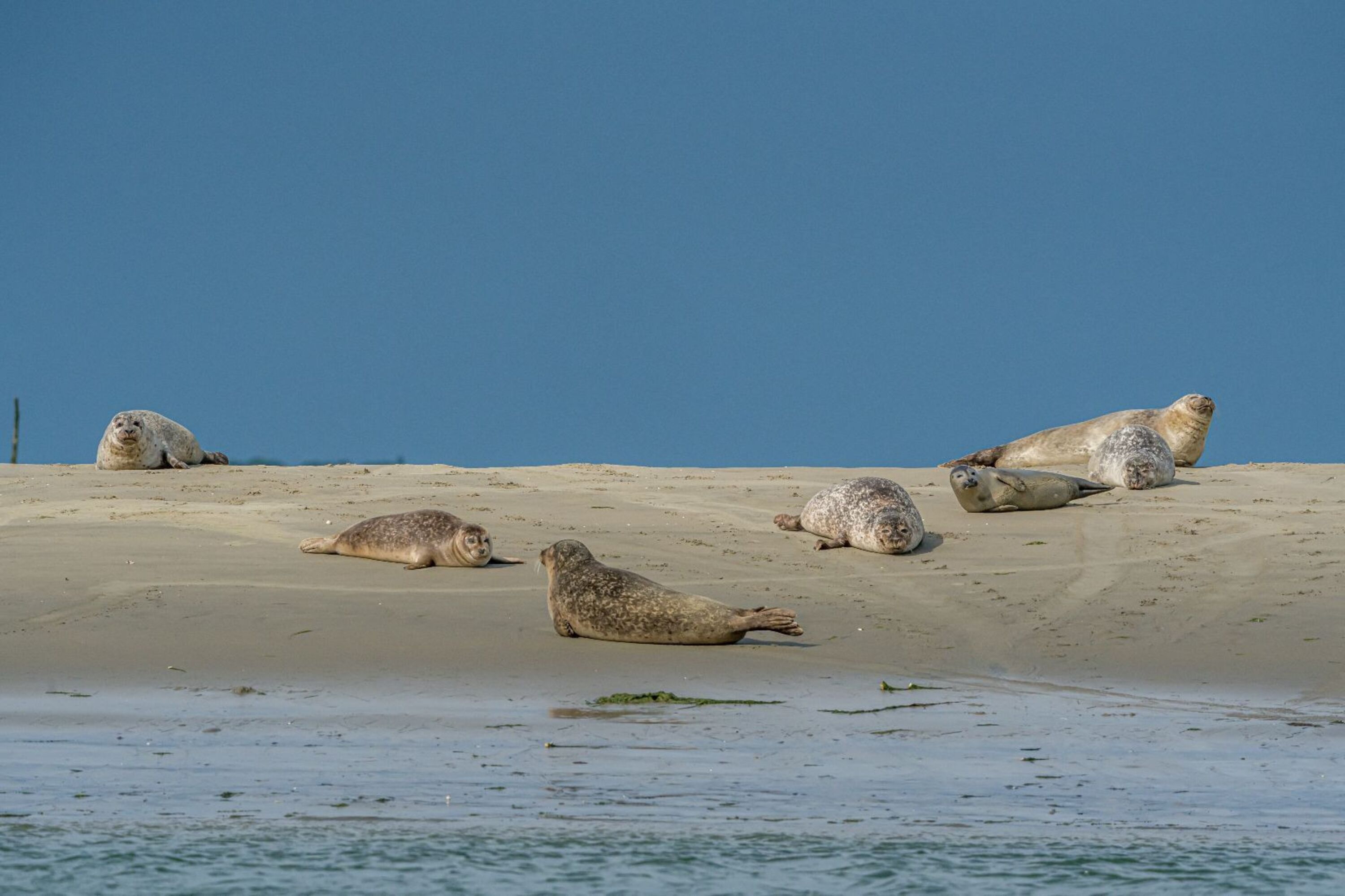 Seehunde Oosterschelde